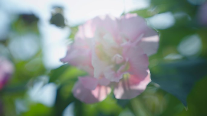 芙蓉花特写 鲜艳花朵 艳丽鲜花 花开富贵