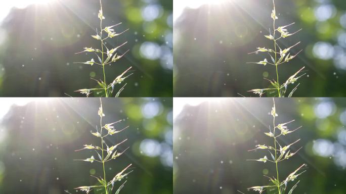 盛开的草绿色茎特写在模糊的背景与阳光灿烂的阳光光束。晴朗的夏日。很多小的模糊的白色绒毛点飞来飞去。自