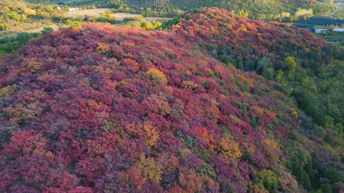 秋天树叶红了舞彩浅山国家登山步道五彩斑斓