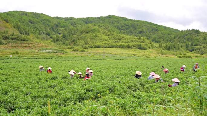 南平政和县高山辣椒基地