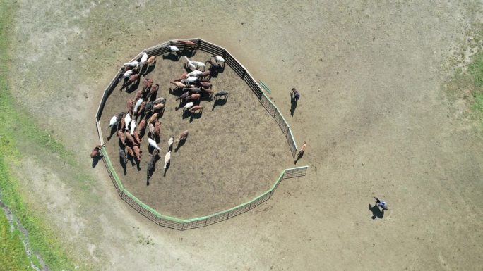 蒙古游牧民族把马从牧场赶出来
