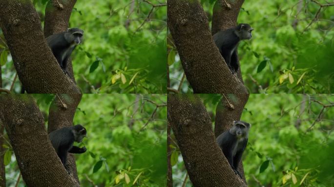 猴子在树上四处张望