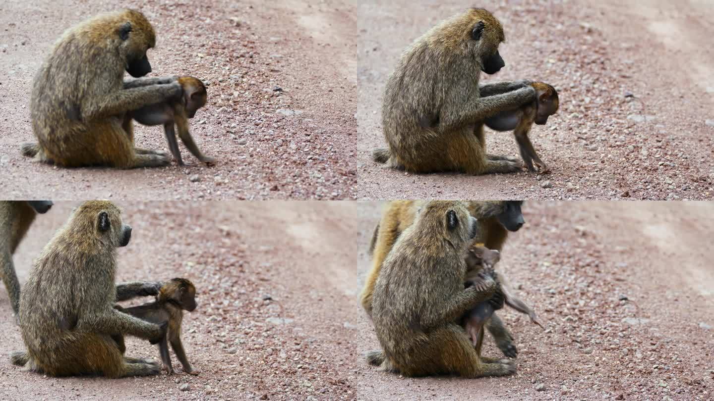 雌性狒狒在尘土飞扬的地面上清理它的狒狒宝宝
