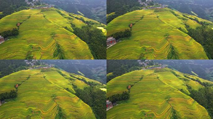 4K 航拍广西龙脊梯田龙胜梯田金色梯田