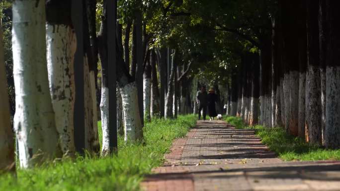 河边林荫小道的行人