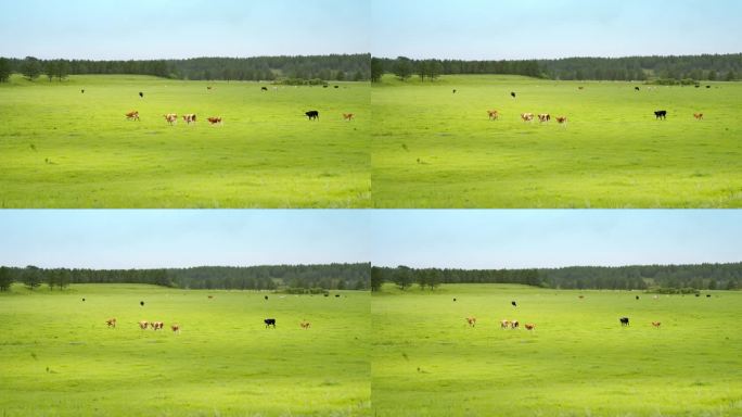 草原牧场牛养殖