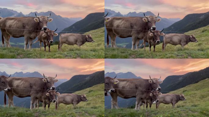 日落时分，牛群在阿尔卑斯山上吃草