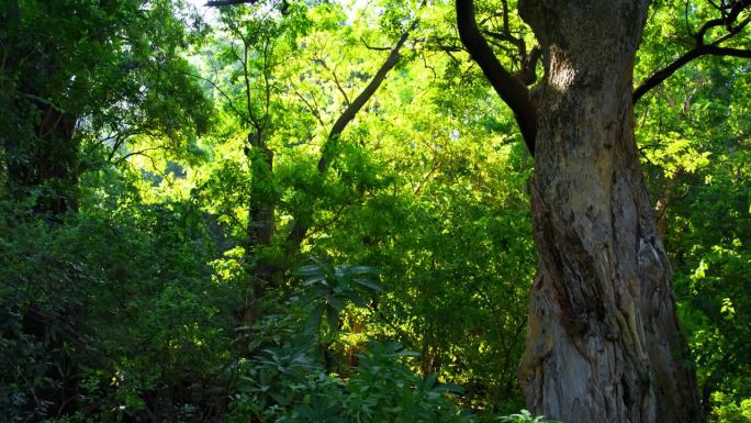 坦桑尼亚Tarangire国家公园森林中的外来植物和树木
