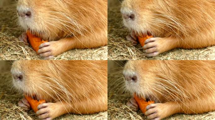 特写——海狸鼠吃胡萝卜