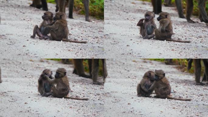 嬉戏的小橄榄狒狒在坦桑尼亚荒野地区的土路上打架