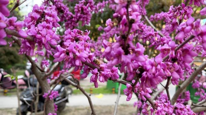 紫荆树上蜜蜂采蜜