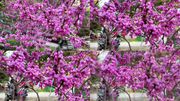 紫荆树上蜜蜂采蜜