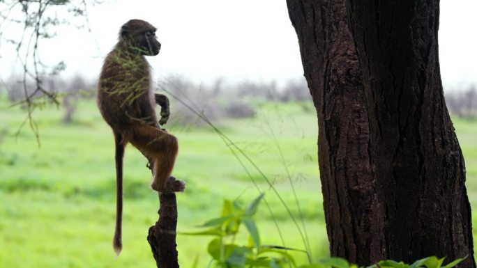 可爱的小橄榄狒狒坐在塔兰吉雷国家公园的死树上