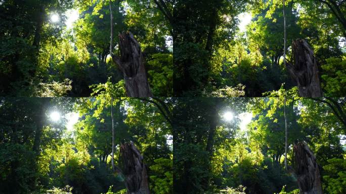 阳光穿过坦桑尼亚热带森林的树木