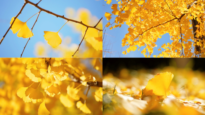 秋天唯美空镜银杏叶落叶逆光阳光树叶飘落