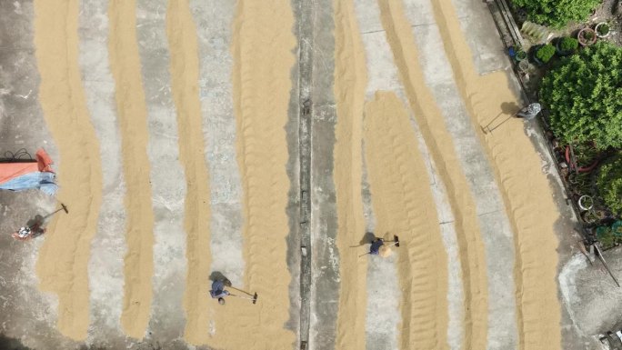 湄公河三角洲水稻干燥场的航拍视频，加工和保存收获后的水稻，天江省