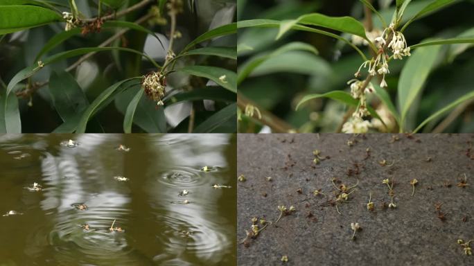 桂花飘落