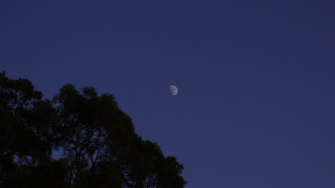 夜晚月亮树林夜幕降临森林半月夜空天空黑夜