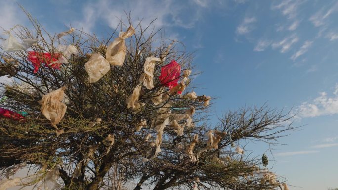 塑料污染。特写镜头。在非洲，塑料袋被风吹到荆棘树上