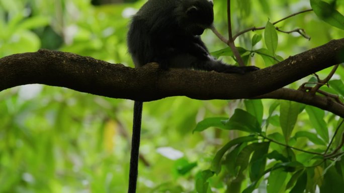 猴子爬在树枝上野生猴子动物世界生物多样性