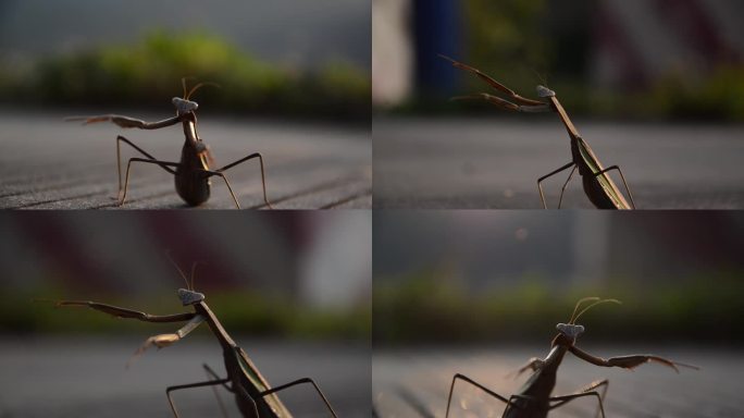 大光圈特写螳螂动物昆虫类4K素材