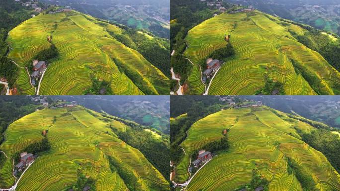 4K 航拍广西龙脊梯田龙胜梯田金色梯田