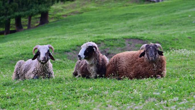 三只羊并排坐一直在咀嚼