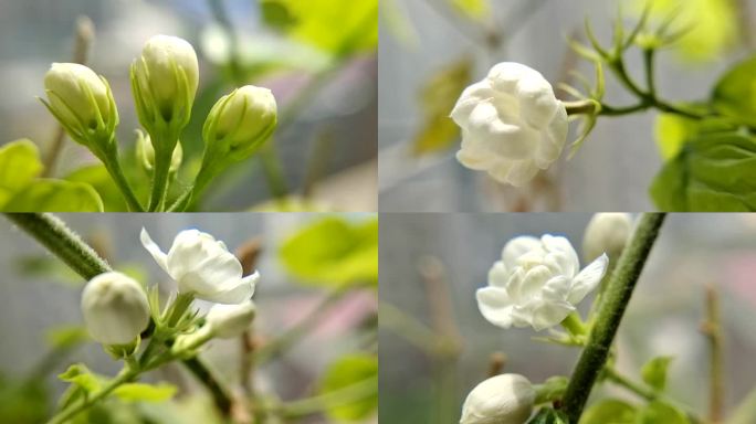 茉莉花实拍空境