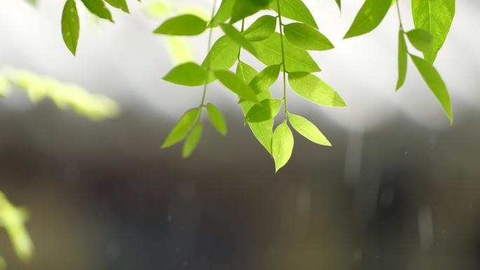 雨景古建筑节气空镜