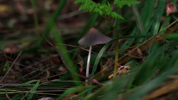 Parasola auricoma。一种小而易碎的蘑菇，有灰色的折叠帽，生长在凋落叶中。戴着灰色折叠