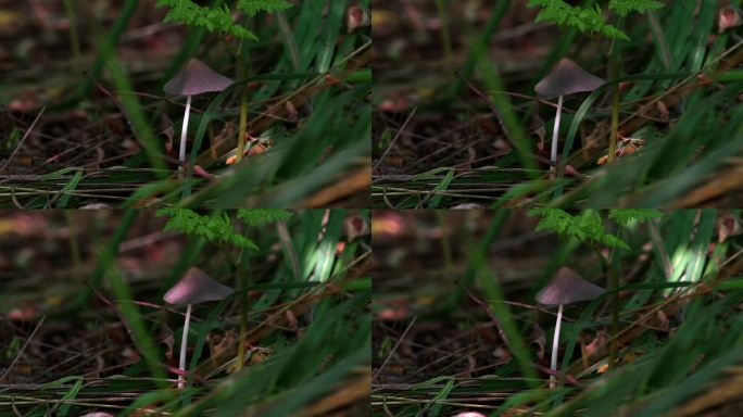 Parasola auricoma。一种小而易碎的蘑菇，有灰色的折叠帽，生长在凋落叶中。戴着灰色折叠