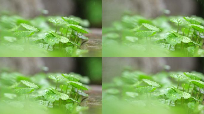 春天 铜钱草 细雨 2