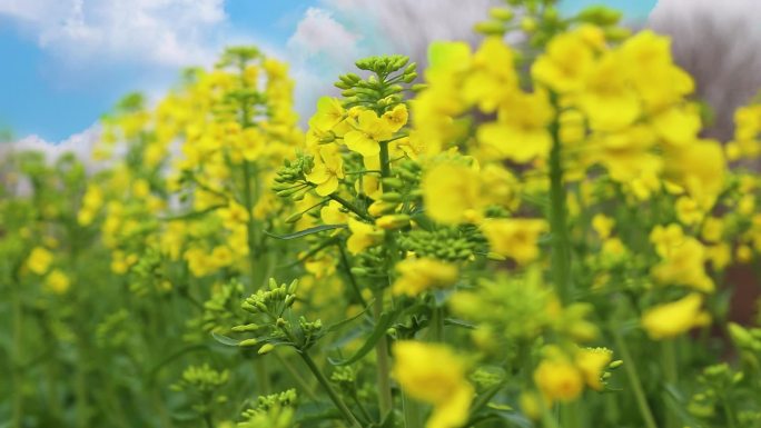 油菜花