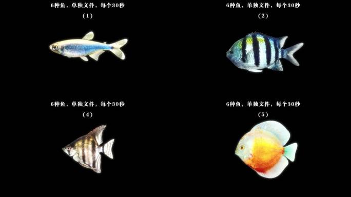 6种游动的鱼（透明底可循环）