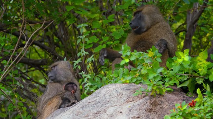 坦桑尼亚森林里，橄榄狒狒坐在树旁的岩石上