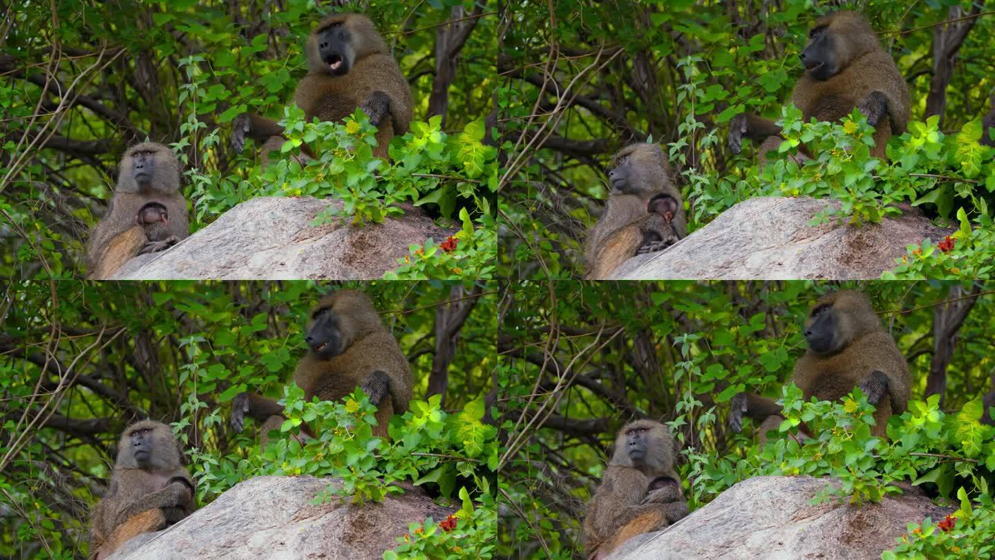 坦桑尼亚森林里，橄榄狒狒坐在树旁的岩石上