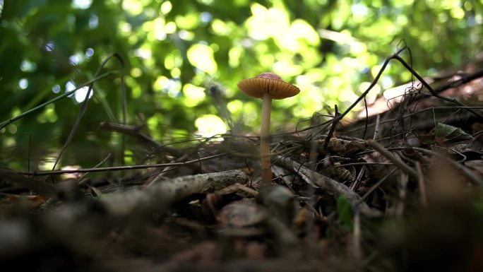 Entoloma cetratum。小毒菇，细茎，棕色帽。