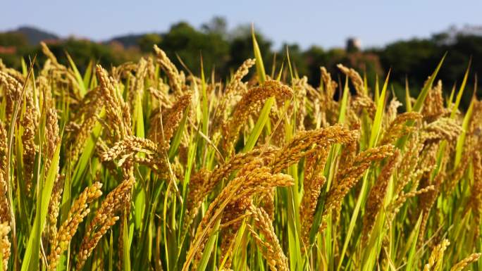丰收的金色水稻，风中饱满的水稻稻穗