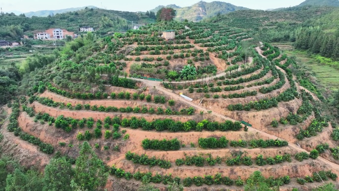 水果橙子汁航拍采摘种植基地柑橘园乡村振兴