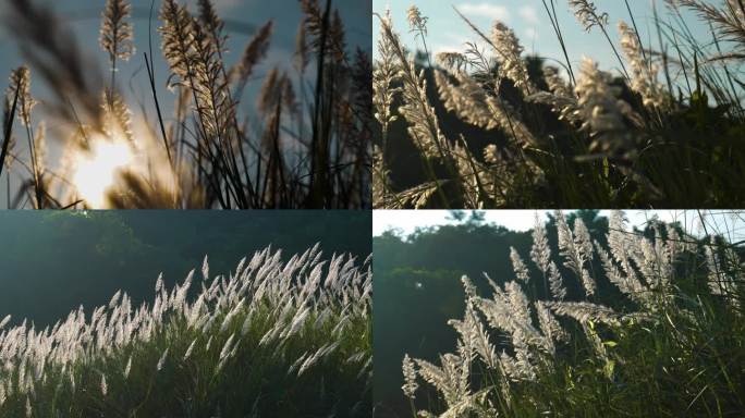 氛围感空镜 逆光芦苇草