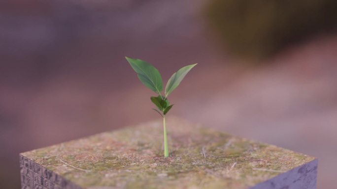 植物从地面块中生长的时间流逝