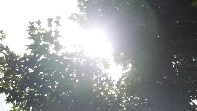 居住环境树荫光斑日光从树叶间漏出