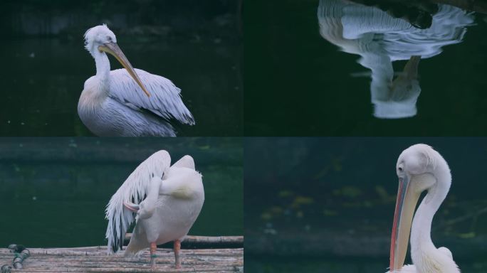 湖泊鹈鹕梳理羽毛