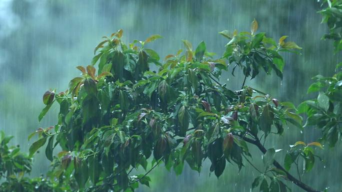 雨景