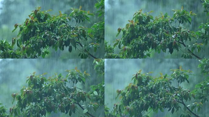 雨景