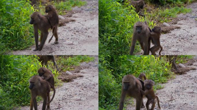 坦桑尼亚，一只可爱的小橄榄狒狒爬在妈妈的背上