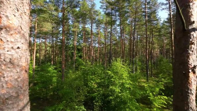 闪亮神奇的秋山森林，山上长着树。《清晨旭日之光》中的阳光魔法森林。壮丽的日出在森林里，光线穿过树枝。