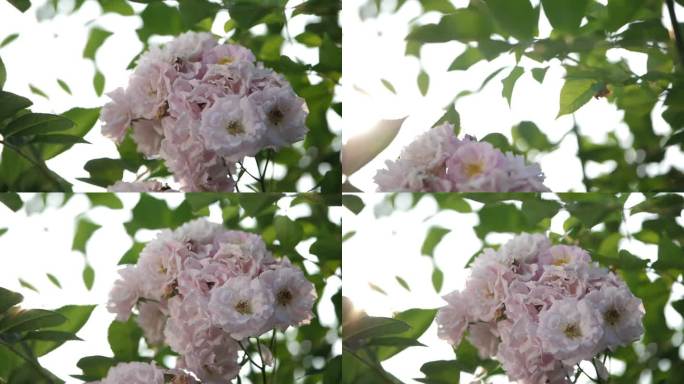 鲜艳花朵 花卉基地 玫瑰花 特写实拍素材