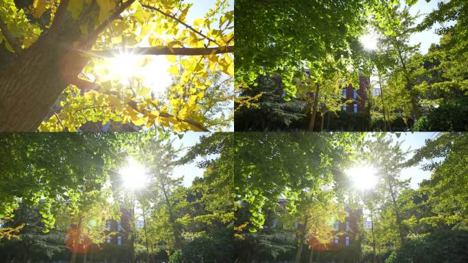 学生公寓 蓝天 秋 树叶泛黄 光晕 空镜