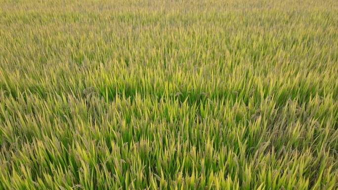 4k航拍，收获季节成熟的稻田，乡村秋天